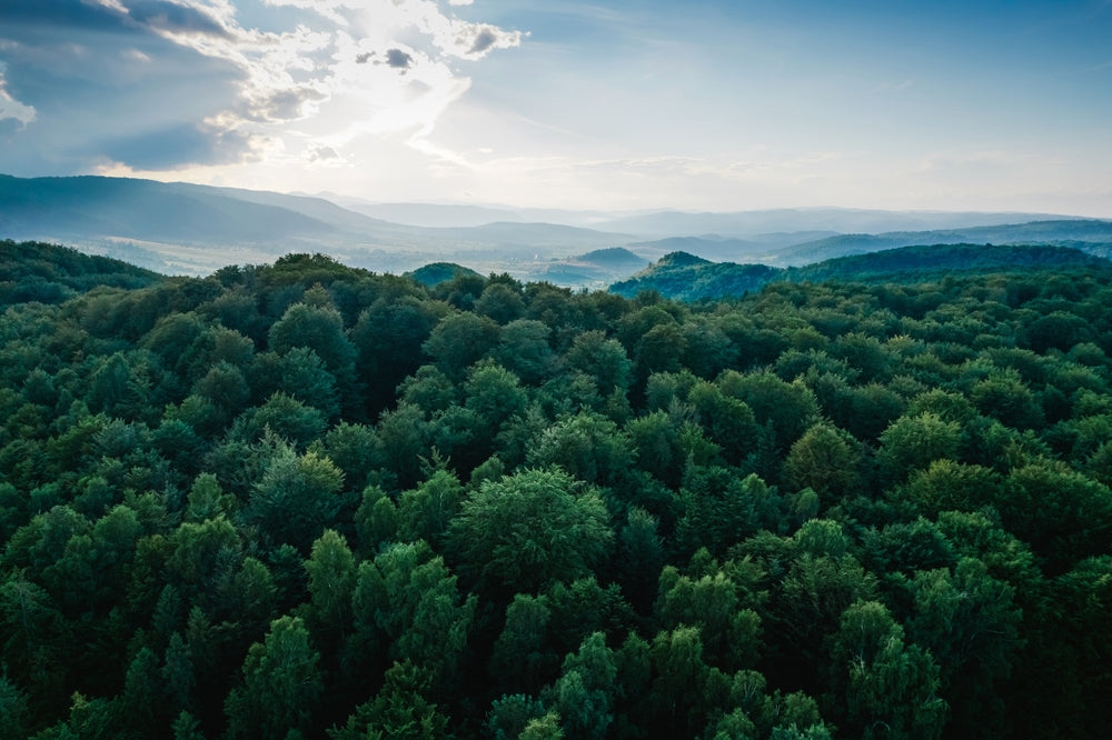 birds eye view of forest