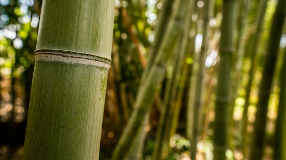 Bamboo growing, the natural ingredient of environmentally friendly bamboo toilet paper