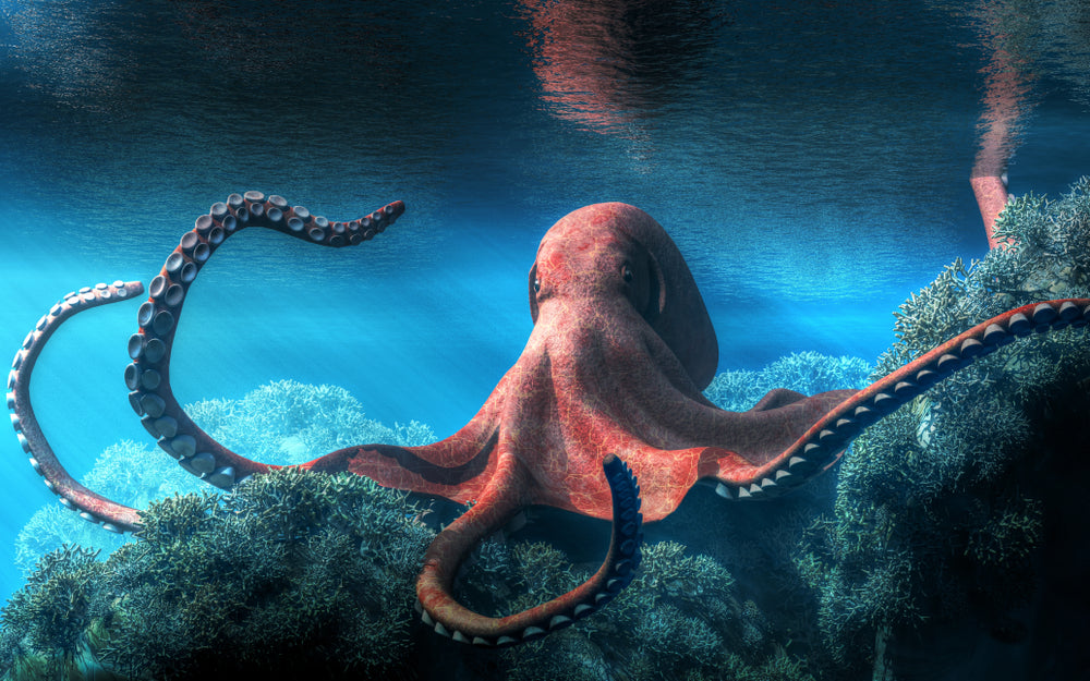 Large red octopus illustration
