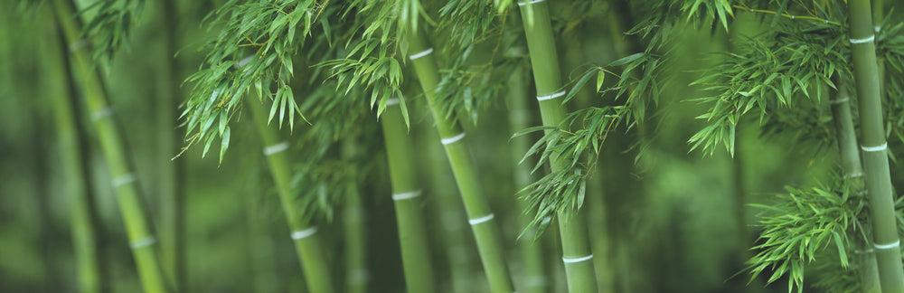 Is Bamboo Toilet Paper Better Than Trees? | Pure Planet Club